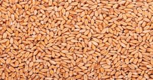 Wheat prices today in Rajasthan (April 15, 2025)